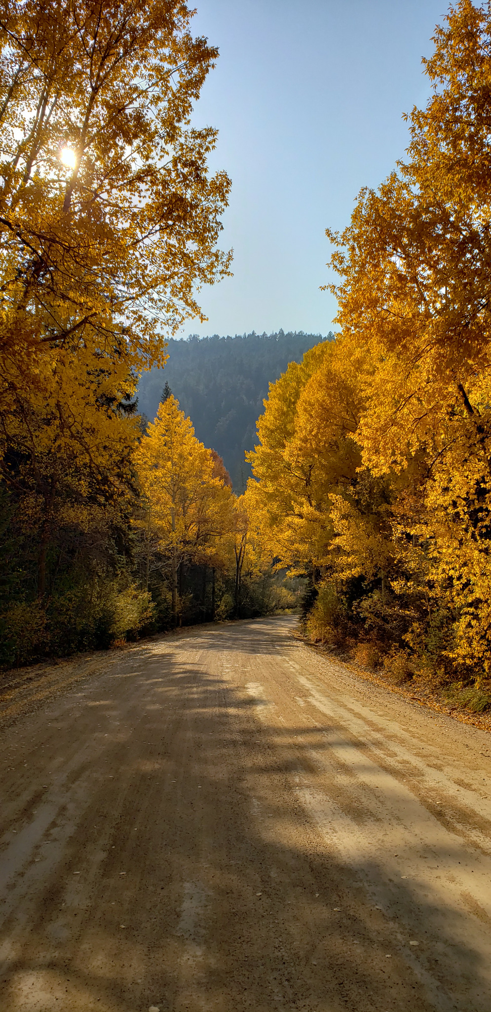 Colorado fall color scene