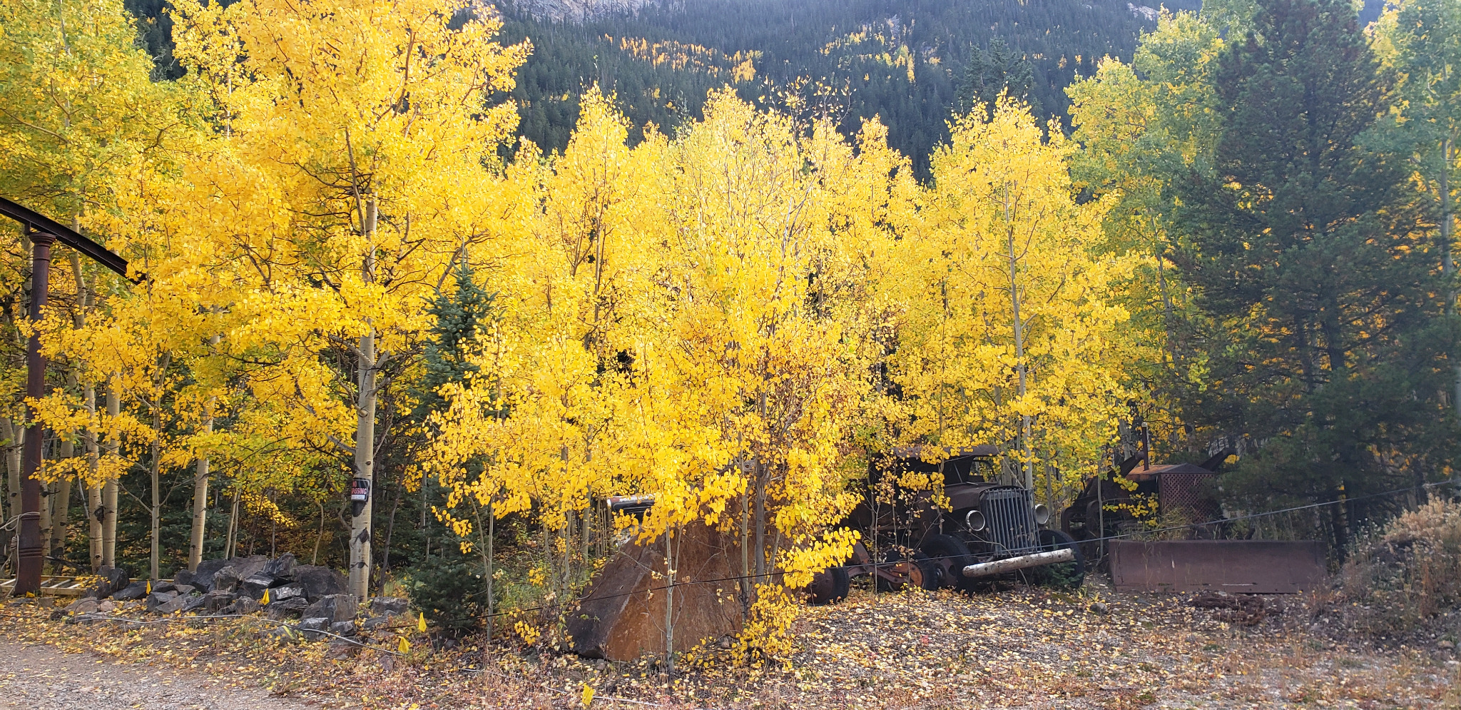 Colorado fall color scene