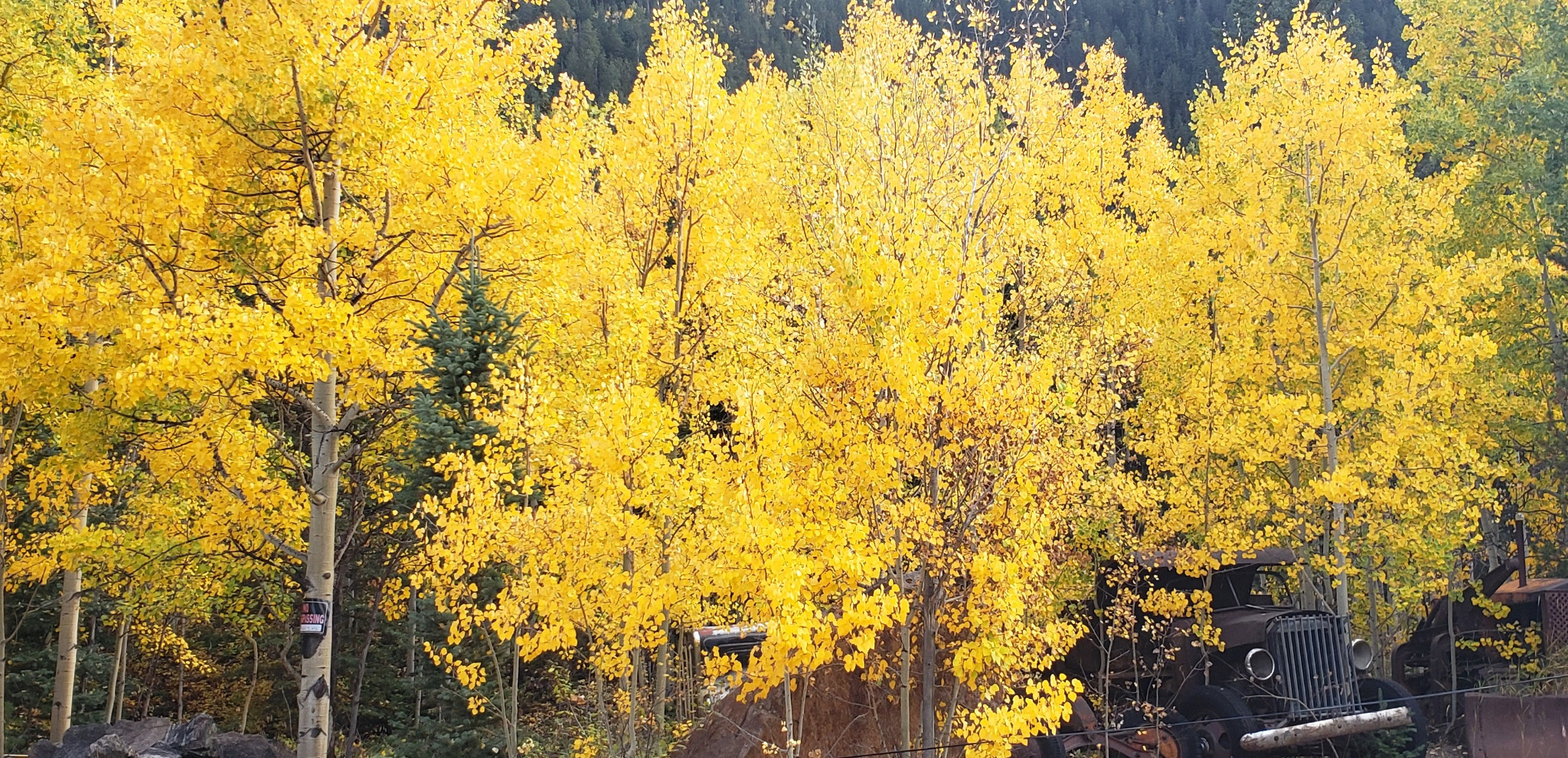 Golden aspens background
