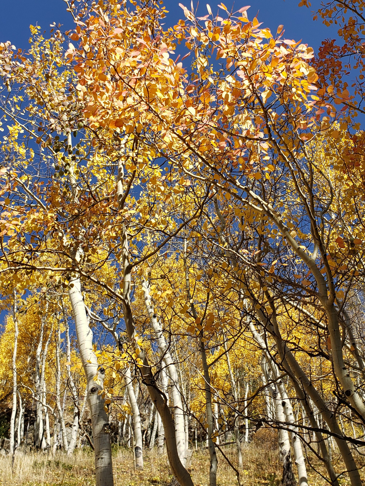 Colorado fall color scene